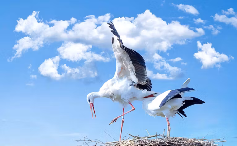Billede fra pixabay, der er ikke storke i den nye rede endnu, men vi håber at det kommer