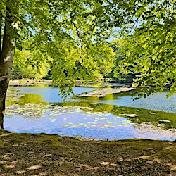 galleri