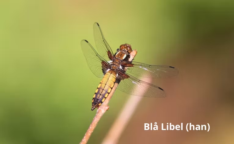 Blå Libel (han) endnu ikke helt udfarvet