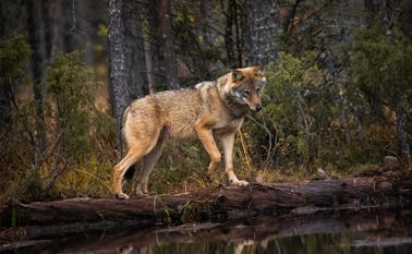 Bestanden af ulve er markant større i mange af vores nabolande. Her ses en ulv i på grænsen mellem Finland og Rusland.
